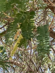 Prosopis