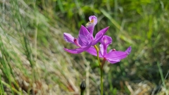 Calopogon tuberosus