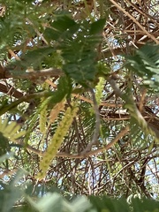 Prosopis