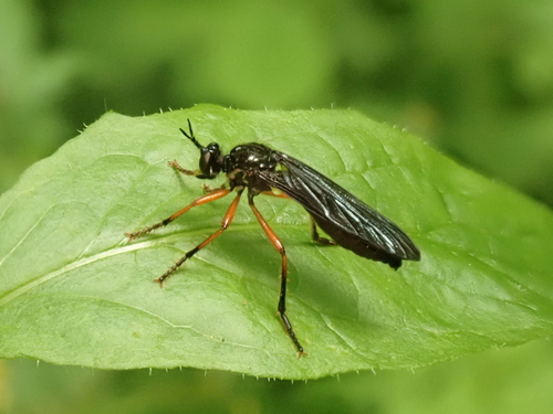 Dioctria oelandica nuotrauka