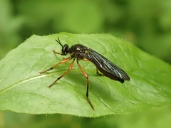 Dioctria oelandica
