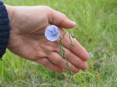 Linum perenne
