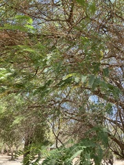 Prosopis