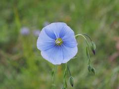 Linum perenne