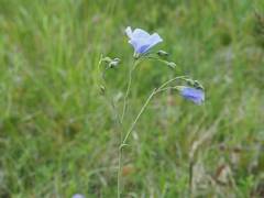 Linum perenne
