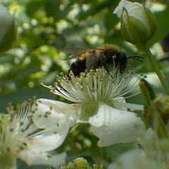 Andrena milwaukeensis