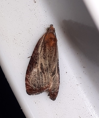 Olethreutes quadrifidum