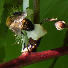 Andrena milwaukeensis
