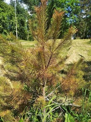 Pinus sylvestris