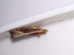 Olethreutes quadrifidum