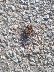 Homoeomma uruguayense