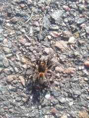 Homoeomma uruguayense