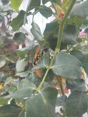 Sceliphron caementarium