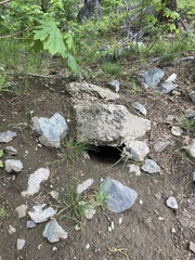 Marmota flaviventris