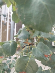 Sceliphron caementarium