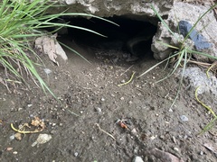 Marmota flaviventris