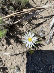 Townsendia grandiflora