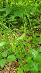 Borodinia canadensis