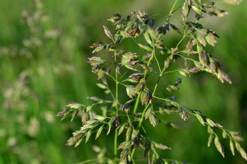 lipnica lúčna (Poa pratensis)
