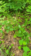 Borodinia canadensis