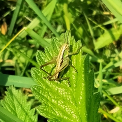 Roeseliana roeselii