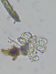 Dictyosphaerium