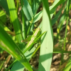 Roeseliana roeselii