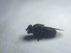 Melanogaster aerosa