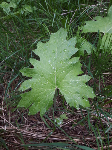 Petasites frigidus var. vitifolius