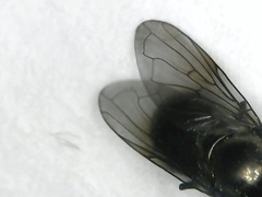 Melanogaster aerosa