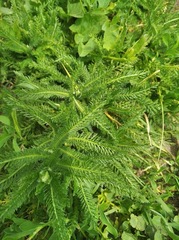 Achillea millefolium