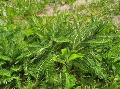 Achillea millefolium