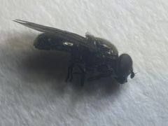 Melanogaster aerosa
