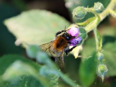 Bombus pascuorum