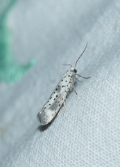 Yponomeuta irrorellus