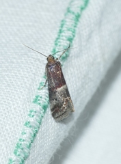 Acrobasis marmorea