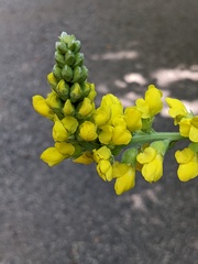 Sophoreae