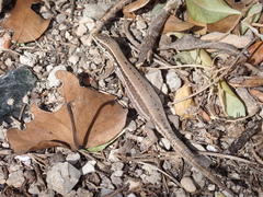 Podarcis muralis