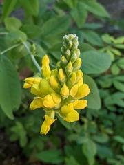 Sophoreae