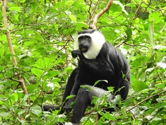 Colobus vellerosus