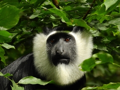 Colobus vellerosus