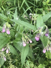 Symphytum officinale