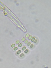 Dispora crucigenioides