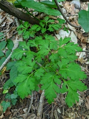Physospermum cornubiense
