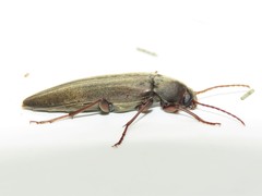 Enchodes sericea