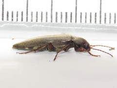 Enchodes sericea