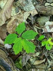 Cardamine quinquefolia