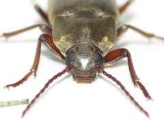 Enchodes sericea