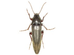 Enchodes sericea