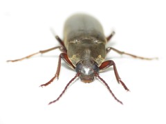 Enchodes sericea